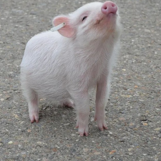   突发！上市猪企董事长涉嫌违规减持，被证监会立案！公司五年已亏超12亿！