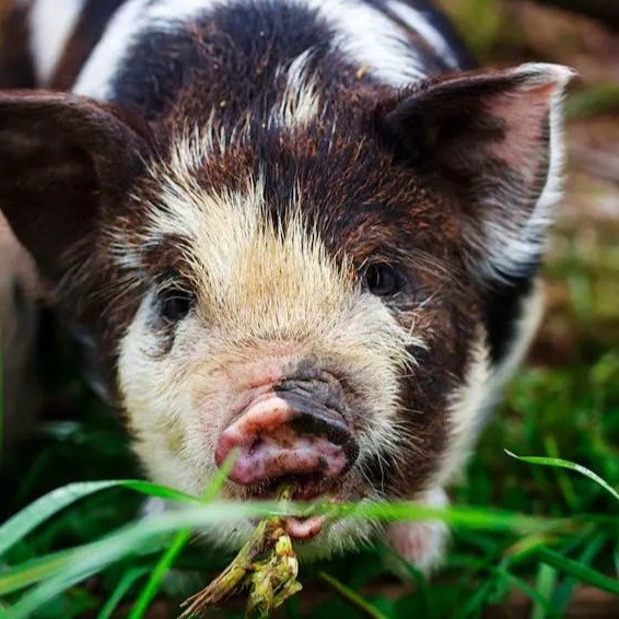 一夜反水！上涨戛然而止，猪价&ldquo;惨绿&rdquo;！业内称：2026猪价走势已定