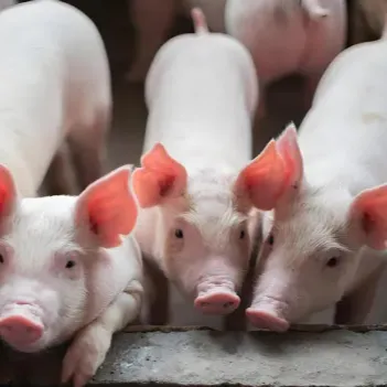 火力全开！猪价连涨十二天，南北地区步入&ldquo;6元时代&rdquo;！接下来又是全线飘红？