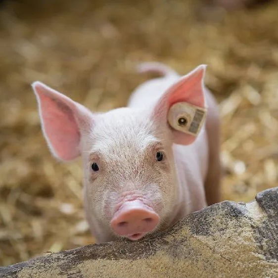 明日猪价 | 2026.1.7日~全国各地最新猪价（涨涨涨！千万别停！多地继续冲高！）