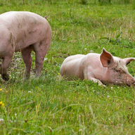 仔猪营养性腹泻要如何正确的防治