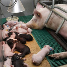 如何有效提高分娩舍母猪采食量