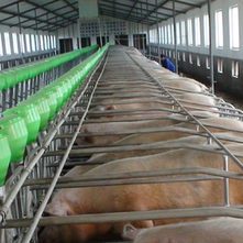 妊娠母猪如何科学的饲喂