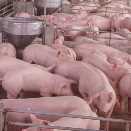 后备母猪营养与体况管理