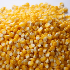 只有发霉的玉米才含有霉菌毒素么？