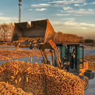 坐不住了！中储粮近10万吨玉米全部溢价成交，说明了什么？