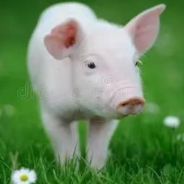 仔猪贫血的治疗方案