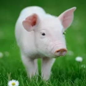 猪不吃料的原因分析和解决方法？