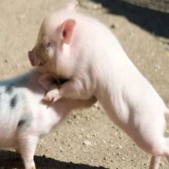 断奶仔猪的腹泻发生的原因分析与解决方案