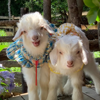 微量元素硒对羊生长发育及繁殖性能的调控作用