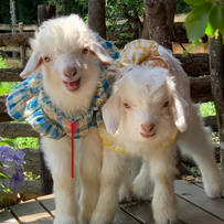 补喂L-瓜氨酸、来曲唑对湖羊母羊繁殖性能和繁殖激素水平的影响