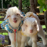我们瘤胃见&mdash; 常见的饲料原料（胡麻饼）