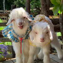 我们瘤胃见&mdash; 常见的饲料原料（玉米）