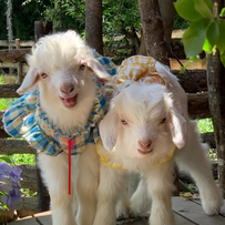 养殖热点技术 | 绵羊饲养管理