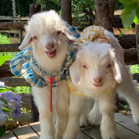 营养调控对肉羊繁育性能的影响