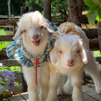 为什么反刍动物一定要用发酵的产品