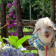 高营养日粮可提升母羊受胎率！小尾寒羊繁殖营养方案推荐