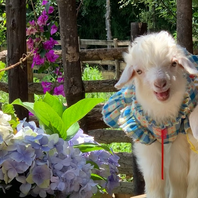 育肥羊长势慢，是因为你方法不对！