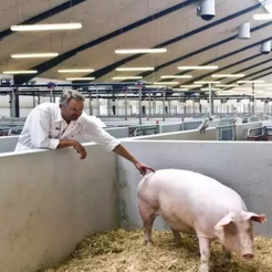 猪的采食量不高的难题如何解决