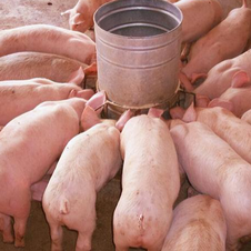 仔猪断奶做注意的事项