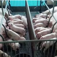 生猪催肥的秘籍养殖人要紧记