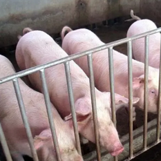 仔猪食欲不好如何解决