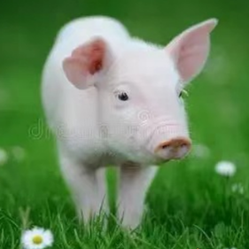 猪场常见的几种急救措施