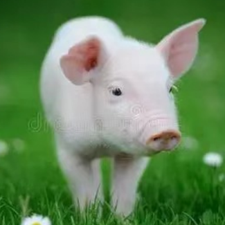 猪场预防猪瘟措施