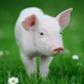 猪水肿病的病因及防治技术