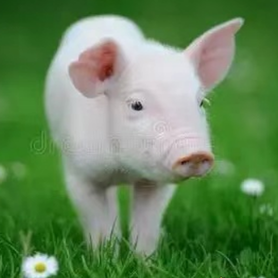 呼吸道疾病综合防治