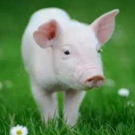 猪传染性胸膜肺炎