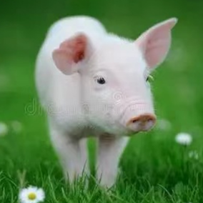 断奶不腹泻：做好&ldquo;三过渡&rdquo;，平稳度过危险期