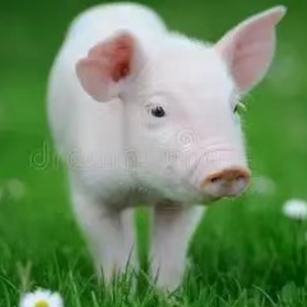 猪场生物安全防控体系的构建与实践