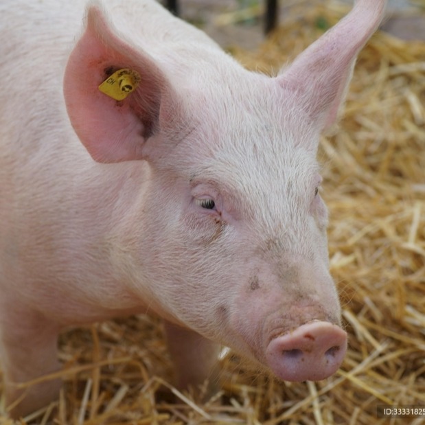 非营养性饲料添加剂的功能与应用技巧