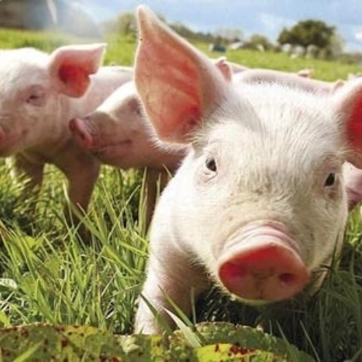 有支撑、有期望，猪价能否维持缓慢上涨趋势？