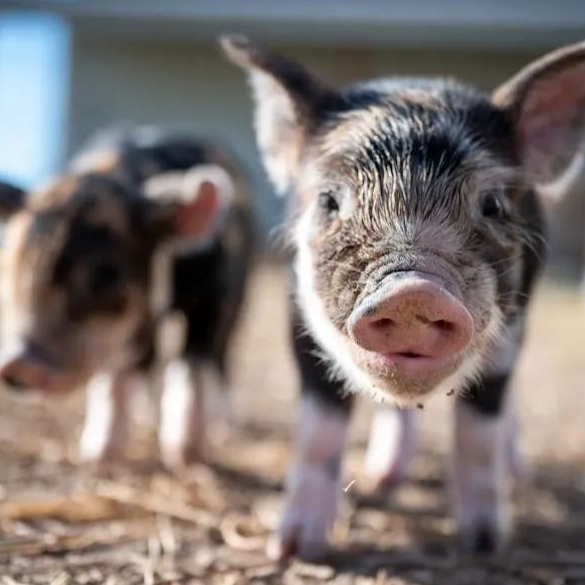 仔猪一夜暴涨40元！抢猪大战上演，猪周期拐点提前？2026年价格走势已明朗