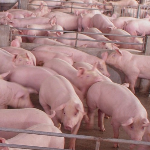 二次育肥---阶段厌食过性要防备厌食性链球菌和厌食性伪狂犬