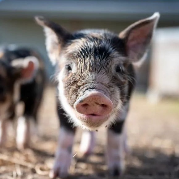 稳了！猪价上演&ldquo;绝地反转&rdquo;，年末涨势惊人！2026市场或将重塑？