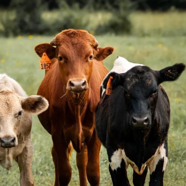 防治犊牛腹泻的高招，很详细、非常有效！​