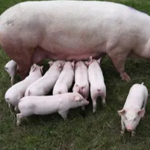 乳猪诱饲、补料总是事与愿违要如何做