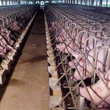 导致猪生长缓慢有哪些