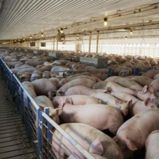 预防高热就是增强猪体免疫力