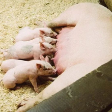 提升配种分娩率的关键是什么