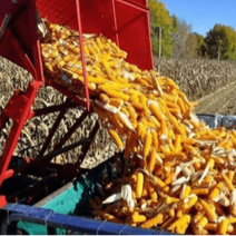 注意！这样&ldquo;省饲料&rdquo;一头猪反而多亏了近百元，科学配比才是增效降本关键