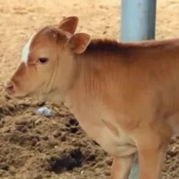 冬季犊牛易受冷刺激导致肠痉挛，怎么解决？