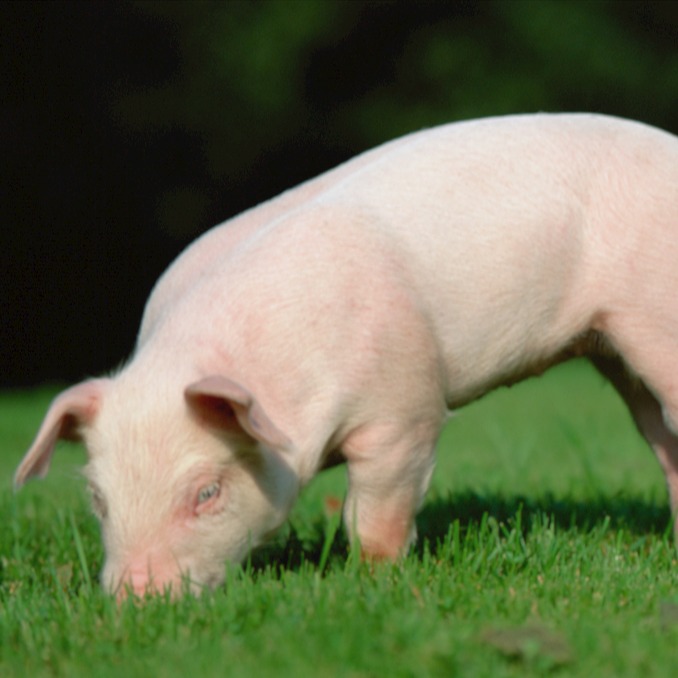 对欧猪肉反倾销：国内养猪业未来路在何方？