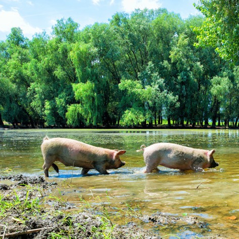 母猪的产后消炎对仔猪、种猪的影响