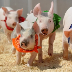 仔猪刚出生时为什么要滴鼻免疫？