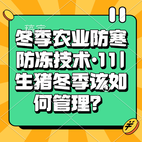 冬季农业防寒防冻技术&bull;11|生猪冬季该如何管理？
