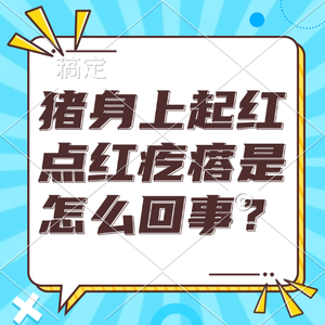 猪身上起红点红疙瘩是怎么回事？